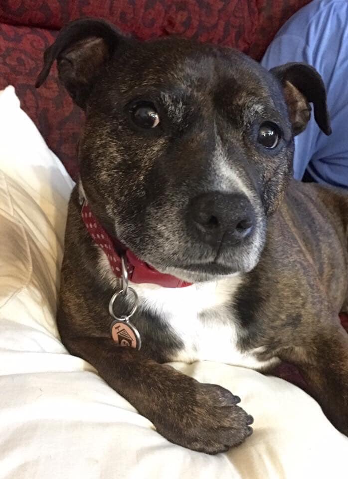 Happy 12th birthday to Athea our little Australian hero!! 💓