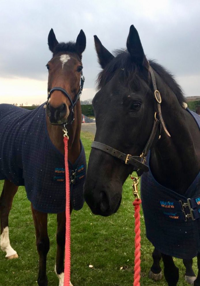 FOBRacing's tweet photo. Okotoks and Strong Glance safely arrived @KelsoRacecourse ahead of their races tomorrow #TeamFOB https://t.co/phzjvxCaBM