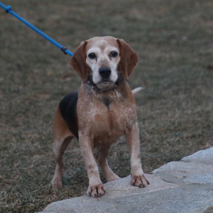 MonacoFord's tweet photo. Help us find Bonita a loving home!! @cthumanesociety #beagle #cthumanesociety #humanesociety #furreverhome #dogsofinstagram #connecticut #dogs #mustlovedogs #rescueanimal #animalshelter #humanesociety #petofthemonth #sponsoredpet https://t.co/YI7IHZSQjF