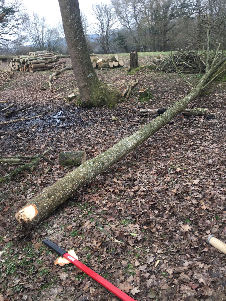 #woodlandmanagement #coppice #felling #bringinthelight #burwash @BatemansNT #countrysidemanagement #traineeranger #student #volunteering  #righttoolsforthejob #teamwork #hardwork #regeneration #processing #Produce #beautifulplaces #countryside #workingwithwood