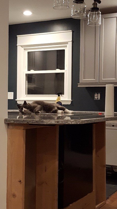GraniteBracket's tweet photo. ๐ธ๐พ #catsoncountertops #countercat #catsoncounters #kitchenremodel #kitchenreno https://t.co/ibbMjhLMFt