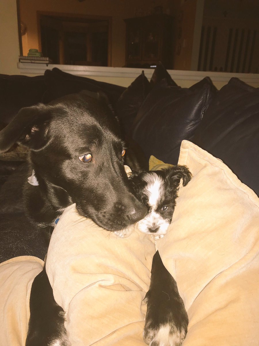 DeeStulginski's tweet photo. Look at these two!!! One so big one so smol https://t.co/h663lrMJNZ