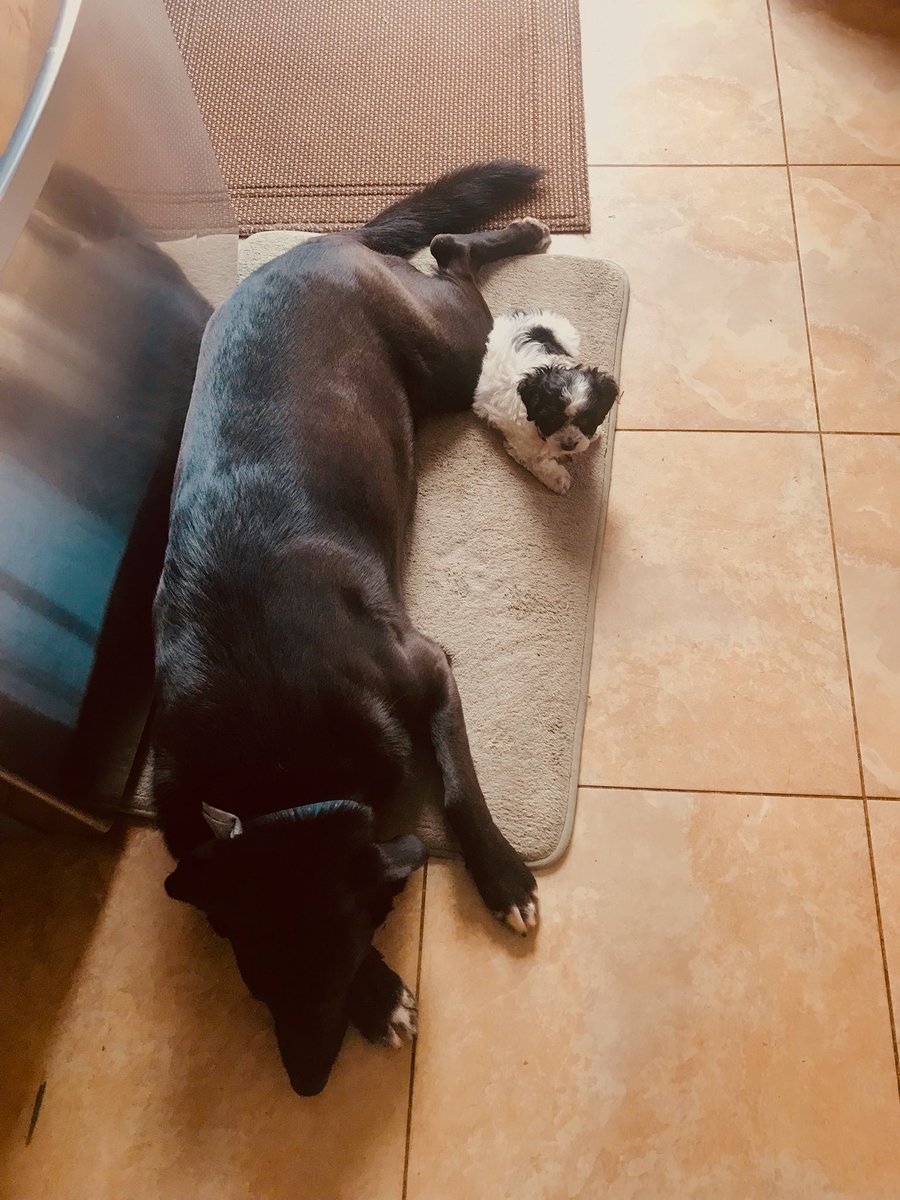 DeeStulginski's tweet photo. Look at these two!!! One so big one so smol https://t.co/h663lrMJNZ