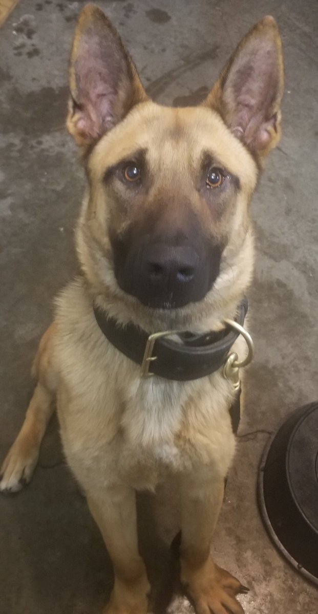 MapleGrovePD1's tweet photo. [drumroll.......] K-9 RUDI!  
Thank you to those who submitted a name or chose to keep his given name, Rudi.  49% voted for Rudi, and the next closet name received 6% of the votes.  Rudi means famous wolf.  
Ofr. Goggins &amp; K-9 Rudi begin basic canine school on, March 4. https://t.co/1FiGmrxABE