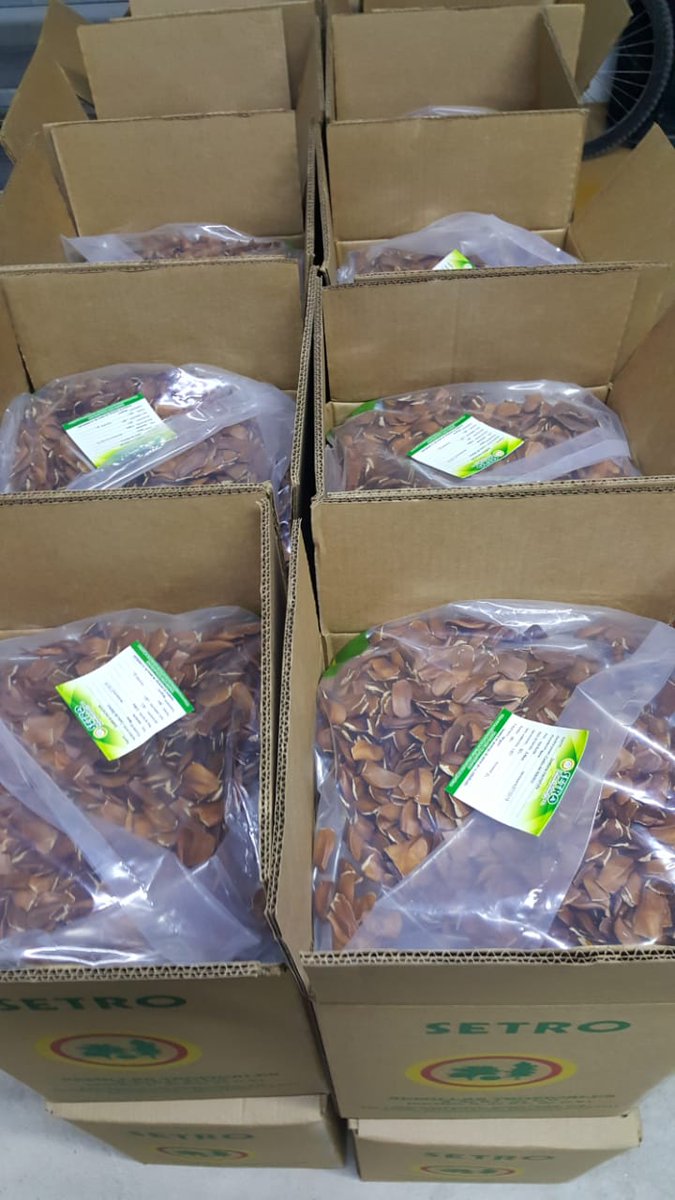 token_tree's tweet photo. Agreement with #SETRO Semillas Tropicales. Prepared all the seeds for the new sowing of mahogany in our farms

#TREEFARMTOKEN #mahogany #DominicanRepublic #EnvironmentalBlockchain #Securities https://t.co/os6aLAQsMy
