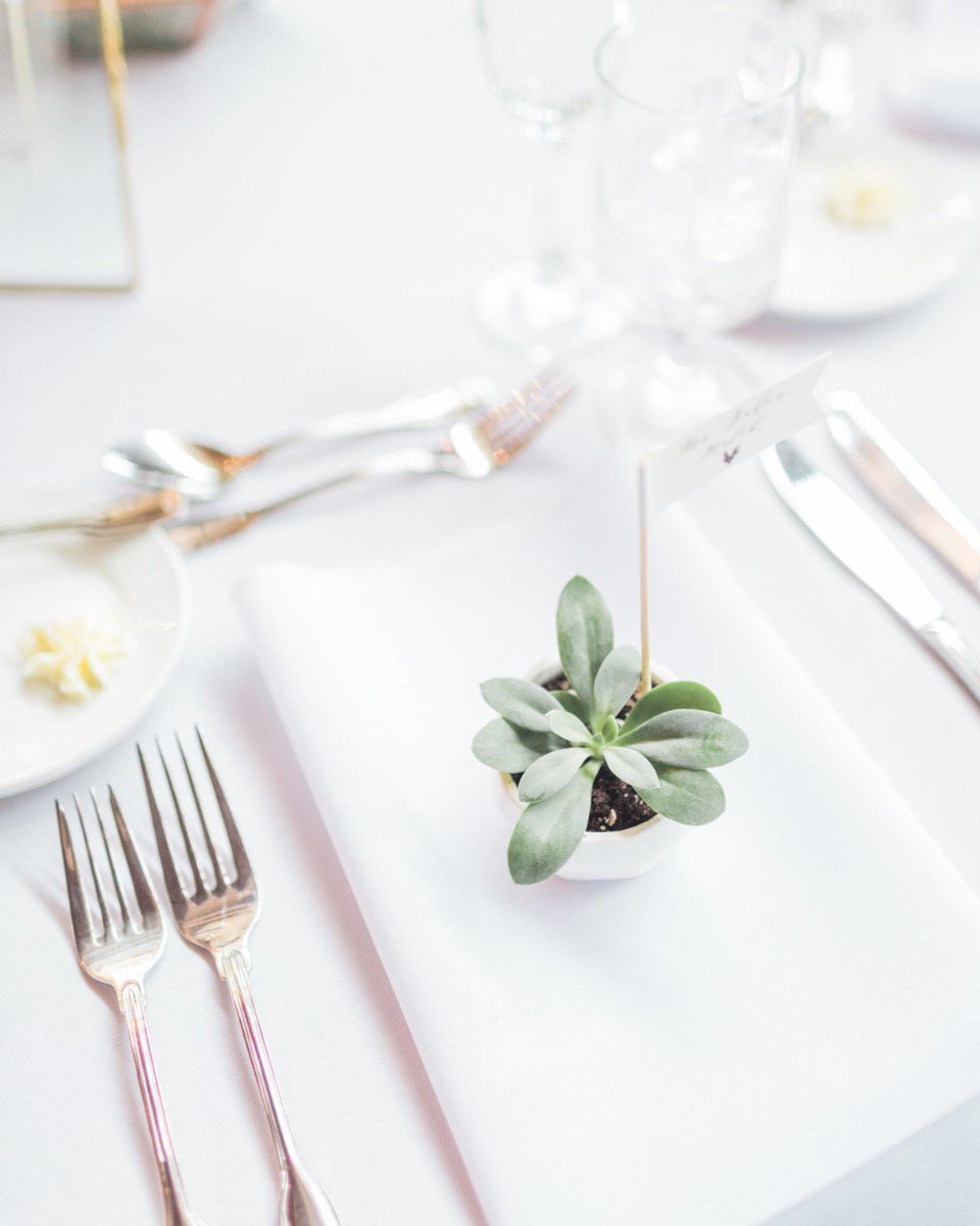 Succulents for all!