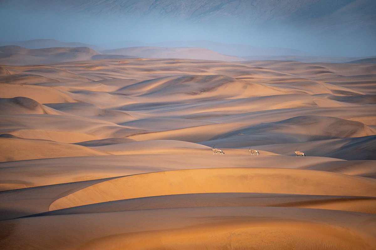 AACSafari's tweet photo. #Namibia #DunesOryx https://t.co/K7MJMYxl37