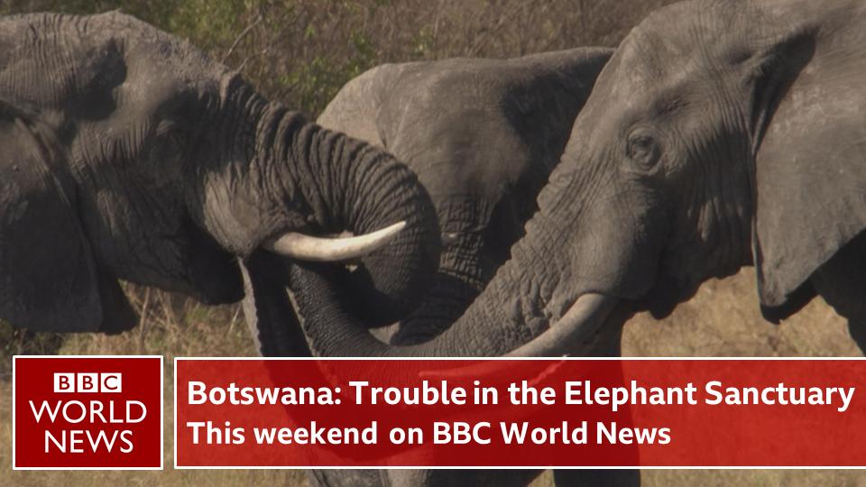 BBCNewsPR's tweet photo. Does Botswana have a poaching problem? @aleithead discovers how the future of the elephants is being caught up in politics. Watch Botswana: Trouble in the Elephant Sanctuary, on BBC World News 🐘🐘🐘 https://t.co/trniaaIInC https://t.co/VRjsEJ9Ay3