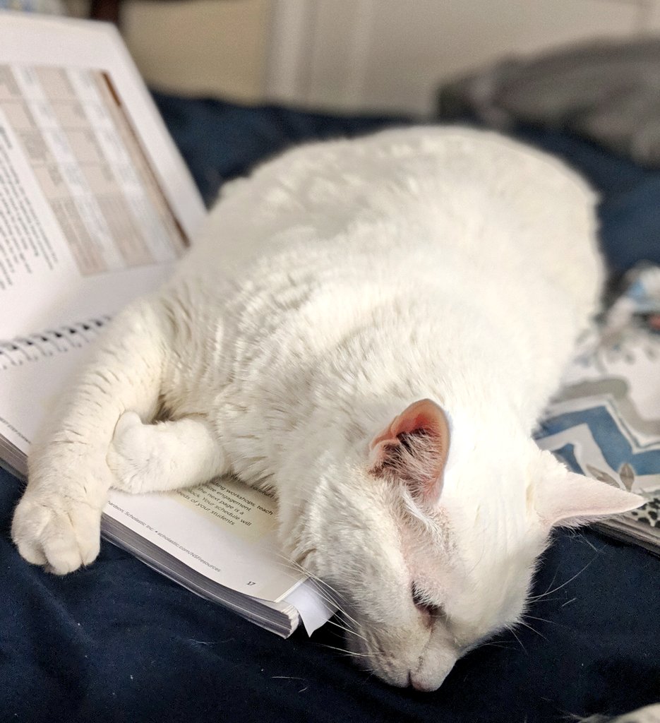 McGannIsAHoot's tweet photo. Snuggles takes his nighttime reading very seriously. He studyied himself to sleep reading @DrJanrichardson's guided reading book. He wants to be the best #chimbojag! 💓🤣😂
#guidedreading #catnap #reading #janrichardson #thenextstepforward @ChimborazoES https://t.co/zzW45xLpVC