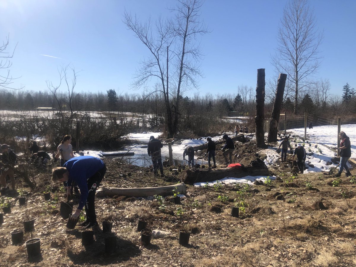 Biology 11 and Advance working hard with <a href="/LEPS_Langley/">LEPS</a> to restore the ecosystem at the @GVZooChat by planting native species.