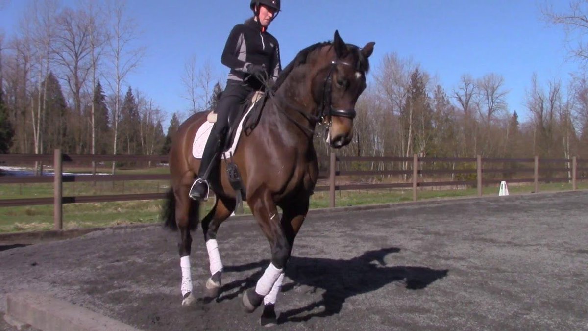 WildG0ld's tweet photo. We are so proud of #WildGold Ambassador Alyssa Pitts Dressage! You all look fantastic!

https://t.co/uEYR9hah8N https://t.co/2WUoqg9y47