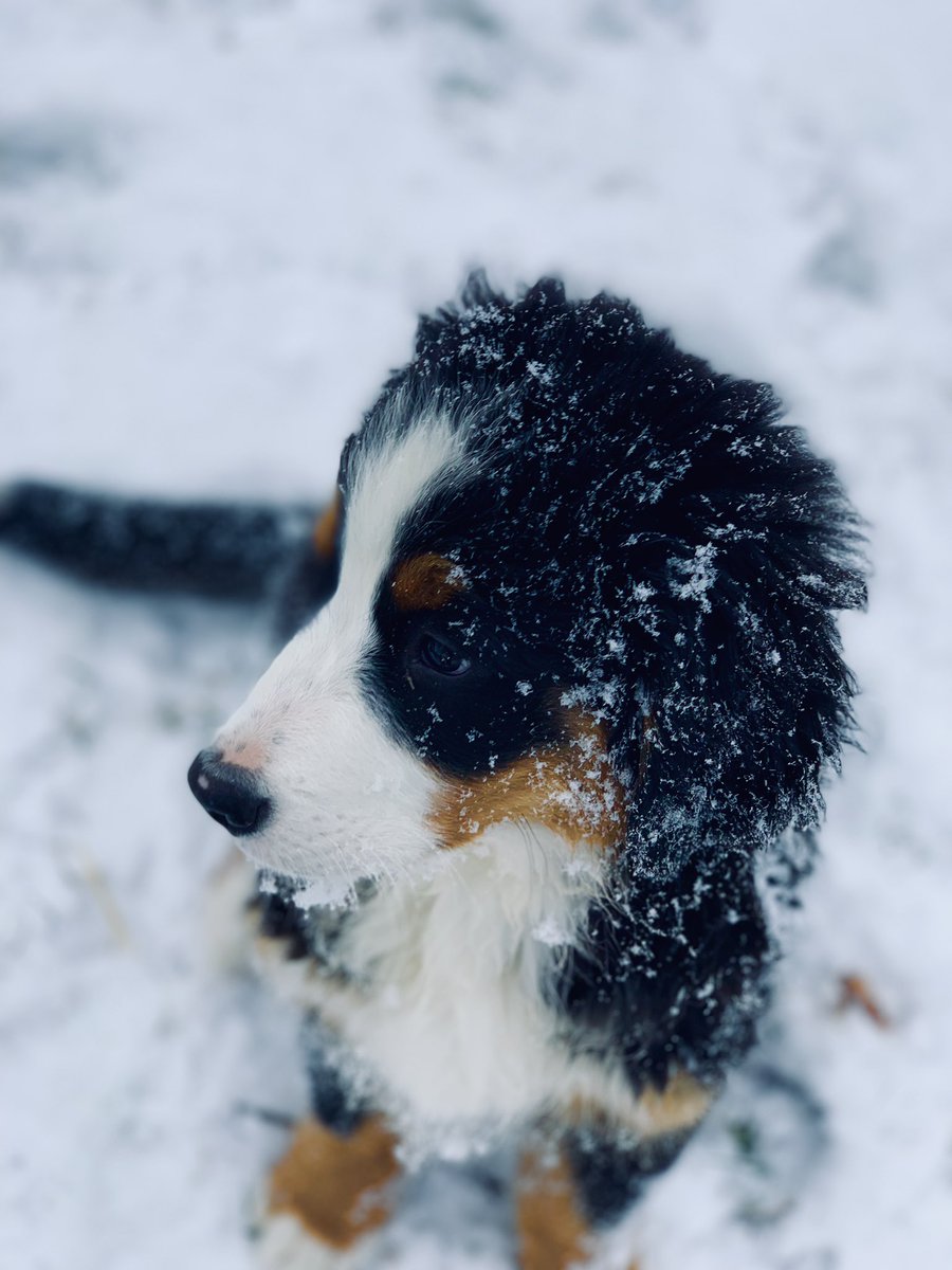 LincolnBMD's tweet photo. Today. We got some snows. Very exciting stuff.
🐾
🐾
🐾
🐾
🐾
#puppy #snow #DogsofTwittter #dogs #berner #bernerlife #bernesemountaindog #BerneseMountainDog #berneseofinstagram #CutenessOverload https://t.co/H5jRyWV1ip