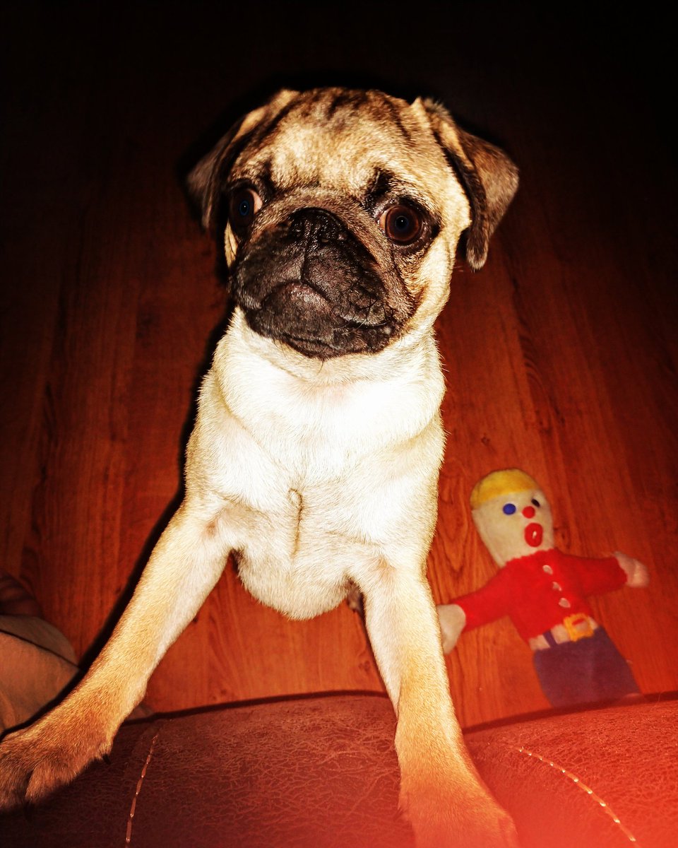 pesothepugsicle's tweet photo. I see food! #pèsothepugsicle #pug #food #yum #pugspugspugs #pugoftheday #puggynugget #puppypower #pupoftheday #pupsofinstagram #pugbutt #smooshface #mymamalovesme #littlelovepug #mrbill #pugapalooza #play #playtime #pugcrazy #puglover https://t.co/KuQhifz5uS