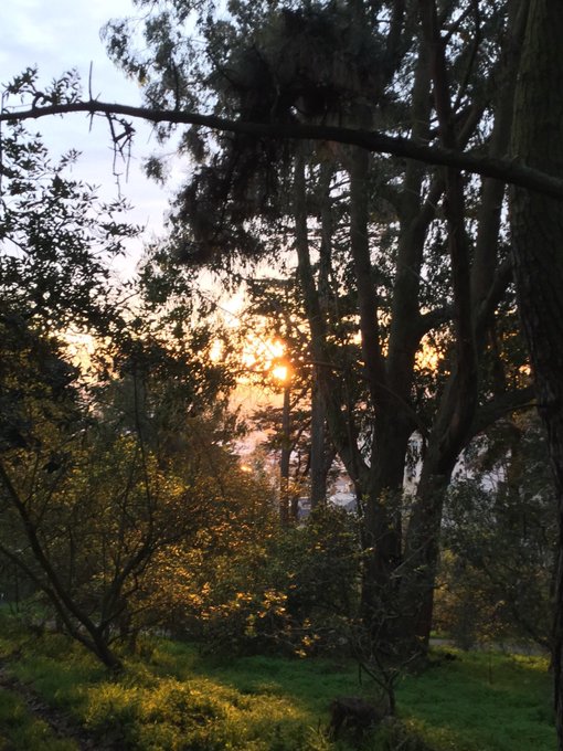 1 pic. 🌞🌄✨🌳🌲 Early birds get the #sun #sunrise #sunshine @Nov_Project_SF #running #hillsforbreakfast