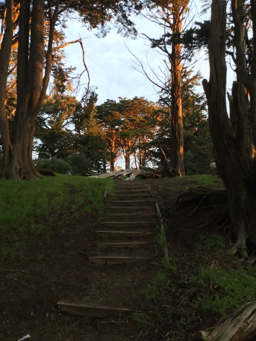 🌞🌄✨🌳🌲 Early birds get the #sun #sunrise #sunshine @Nov_Project_SF #running #hillsforbreakfast. One of<a href="/tag/sun"class="tags">#sun</a><a href="/tag/sunrise"class="tags">#sunrise</a><a href="/tag/sunshine"class="tags">#sunshine</a><a href="/tag/wakeup"class="tags"><span>#wakeup</span></a><a href="/tag/california"class="tags"><span>#california</span></a><a href="/tag/run"class="tags"><span>#run</span></a><a href="/tag/running"class="tags"><span>#running</span></a><a href="/tag/sf"class="tags"><span>#sf</span></a><a href="/tag/buenavista"class="tags"><span>#buenavista</span></a>