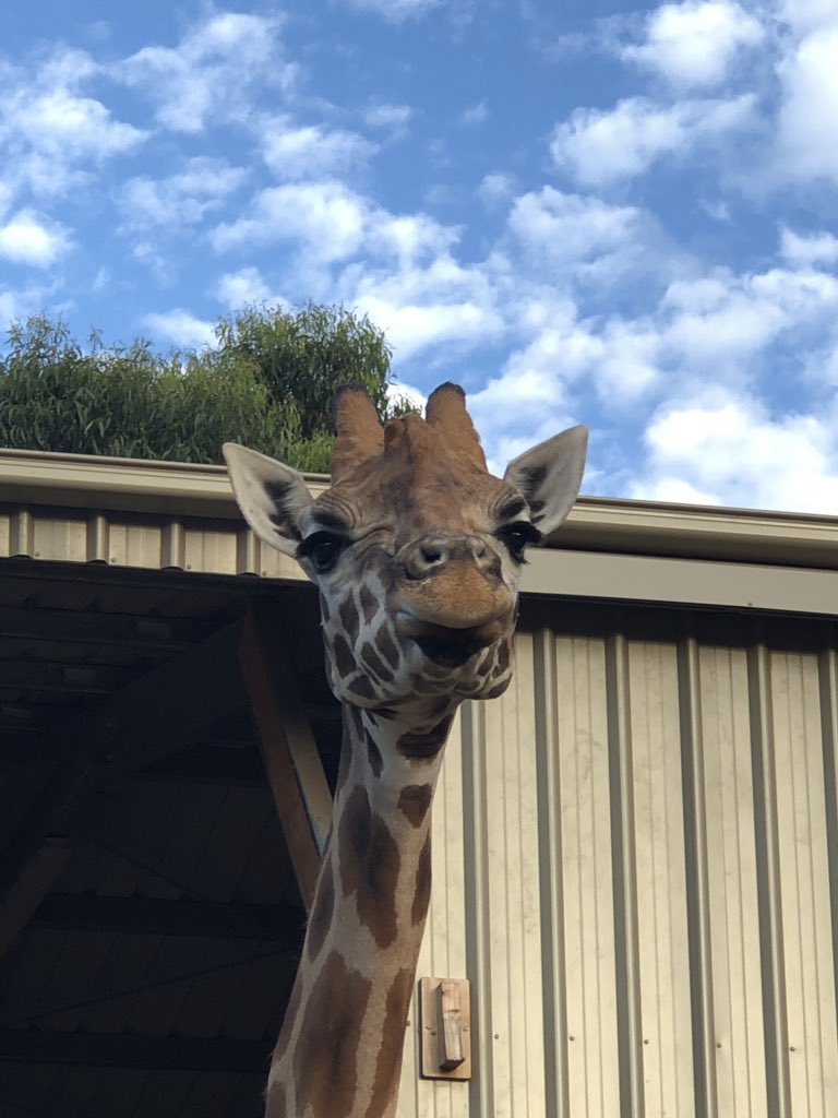 Had the most incredible Birthday spent <a href="/tarongazoo/">Taronga Zoo</a> #roarandsnore Sydney. Thank you @scotthaining for organising the surprise and thank you so much to our Guides, Tom, Todd and Waz for making the whole experience unforgettable 🐾🐨🐯