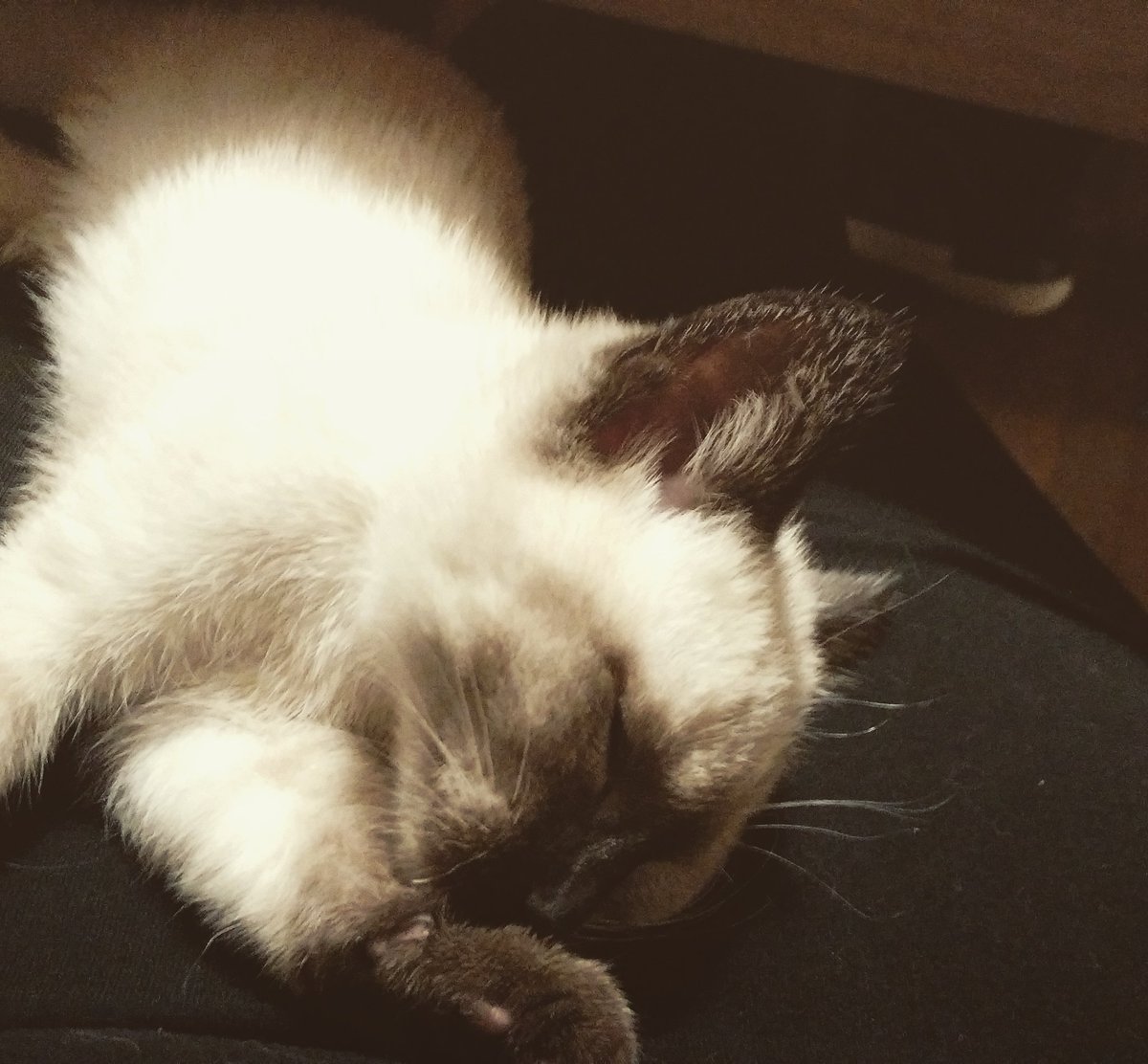 TheZiba's tweet photo. Baby Ziba in a sunbeam - look at that glow!
#adoptdontshop #pdx #pdxcats #catsofportland #catsofpdx #ohspets #meezer #siamese #teamziba4life #rescuedismyfavoritebreed #cats #kittens #artharder #siyamkedisi #slumberfilter #naptime #glow https://t.co/djX4tswavA