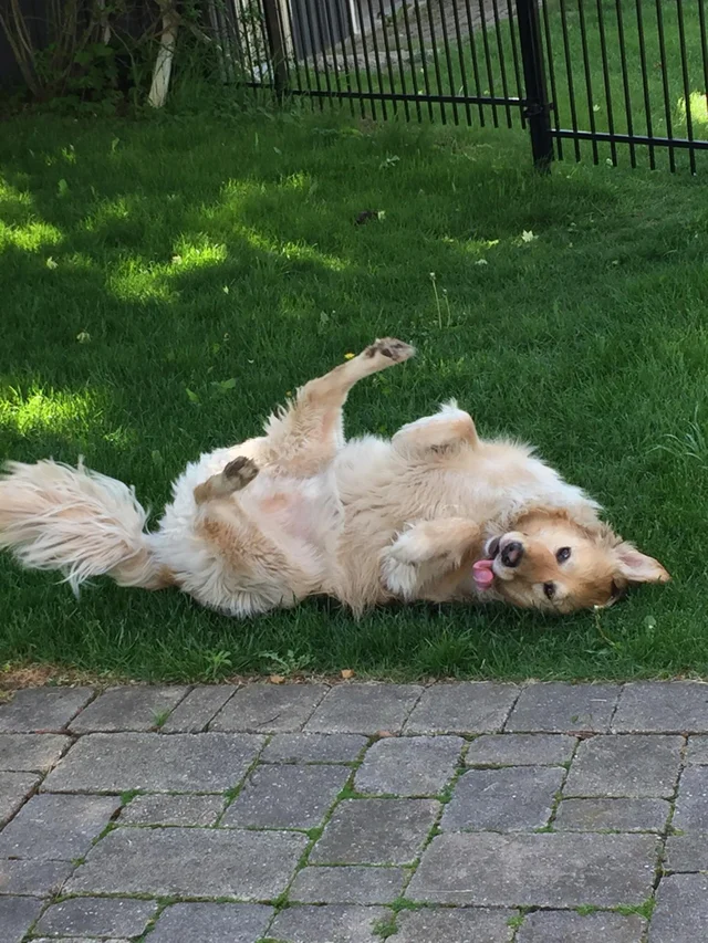 ElitePetFan's tweet photo. Happy Friday Twitter! 🐶 Giveaway later tonight!

#Dogs #Dogsoftwitter #AdoptDontShop #DogLovers #DogsAreLove #DogsAreFamily #FridayFeeling #Friyay https://t.co/iZA0vnBqhf