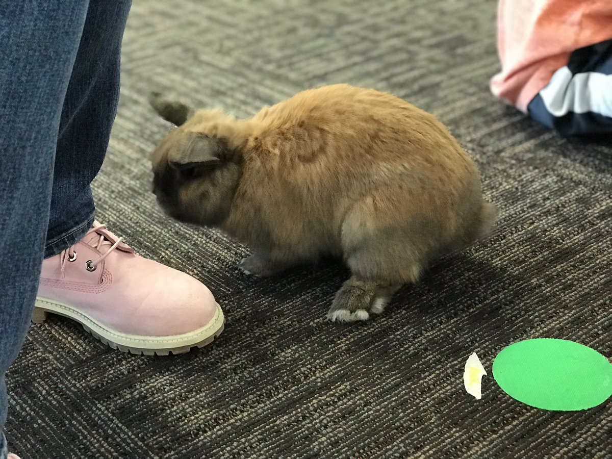 Another reason it’s great to visit other teachers’ classrooms. Love the random rabbit in kindergarten!