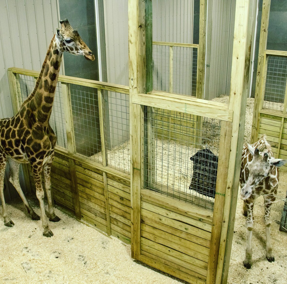 Spectrum News Cny S Tier People Have Chosen A Name For Tajiri The Giraffe S New Mate She Will Be Called Johari Which Is A Swahili Name Meaning Jewel Tajiri