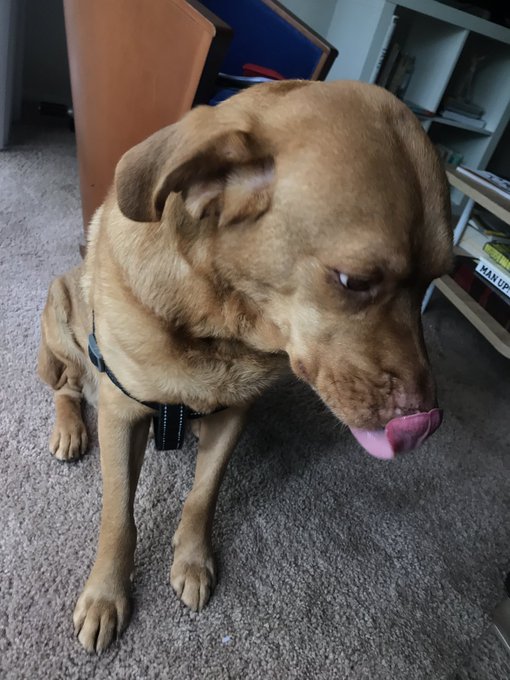 1 like = 1 pet for Brody https://t.co/UPOdPqkPYn