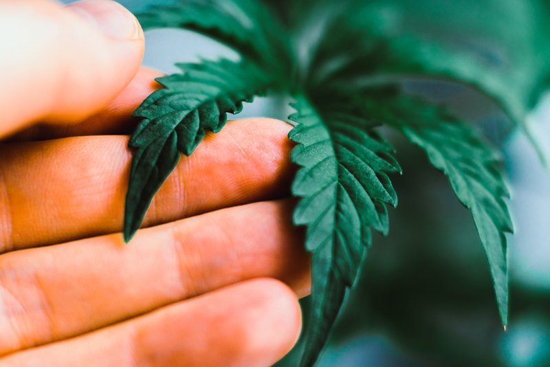 LifeInsuranceS5's tweet image. The Best Top-Rated Life Insurance Companies For Marijuana Users lifeinsuranceshoppingblog.com/research/apply… #aig #lincolnfinancial #mutualofomaha #northamerican #prudential #SBLI #Securian