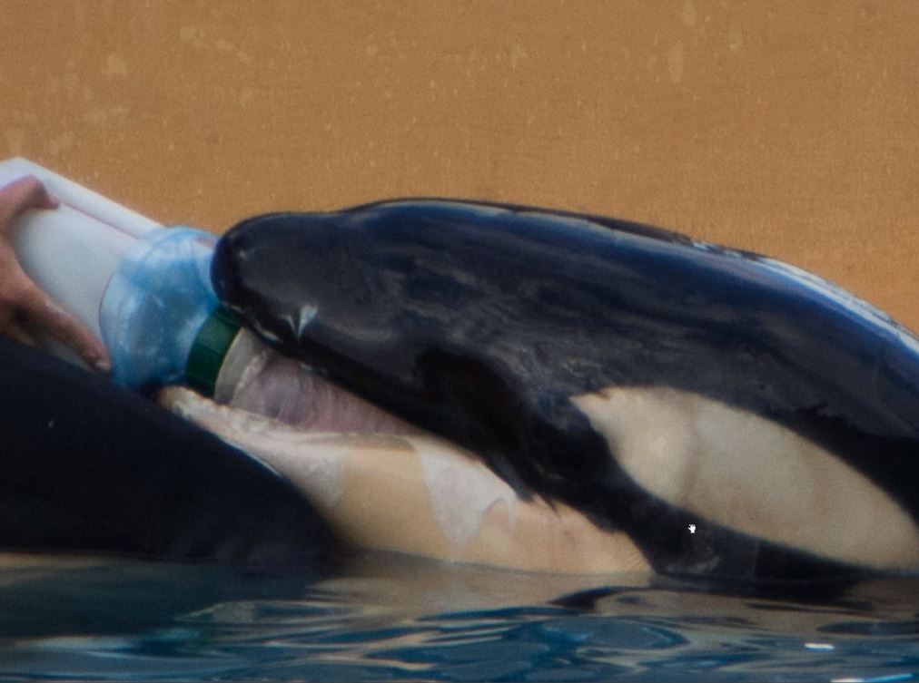 Recent telephoto screen shot of Morgan's calf getting bottle fed at #LoroParque - the park has carefully edited videos to block visualization of her diseased pectoral fin