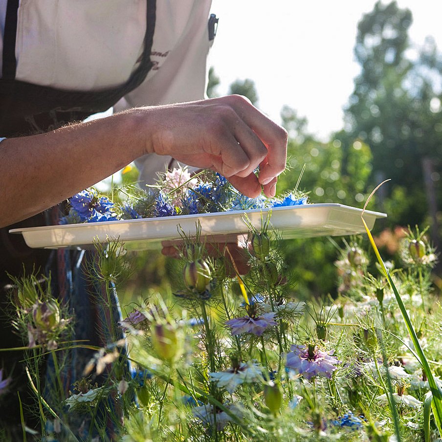 meo_modo's tweet photo. Cooking with flowers traces back to Roman times - Meo Modo simply looks to continue traditions! Our chefs select edible blooms from our market gardens and add them to their creations, giving an ambrosial touch to everything they prepare🌸

#MeoModo #borgosantopietro #finedining https://t.co/Wz9cgnSEtS