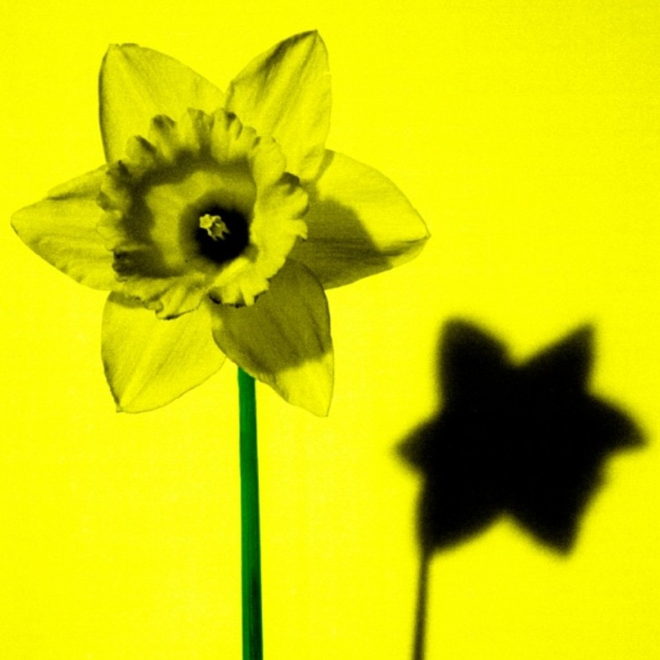 LushtumsAber's tweet photo. Happy St. David's Day! Don't forget to take a moment to stop and smell the daffodils today ❤️

#stdavidsday #dyddgwyldewihapus https://t.co/jmdRK9QKZ1