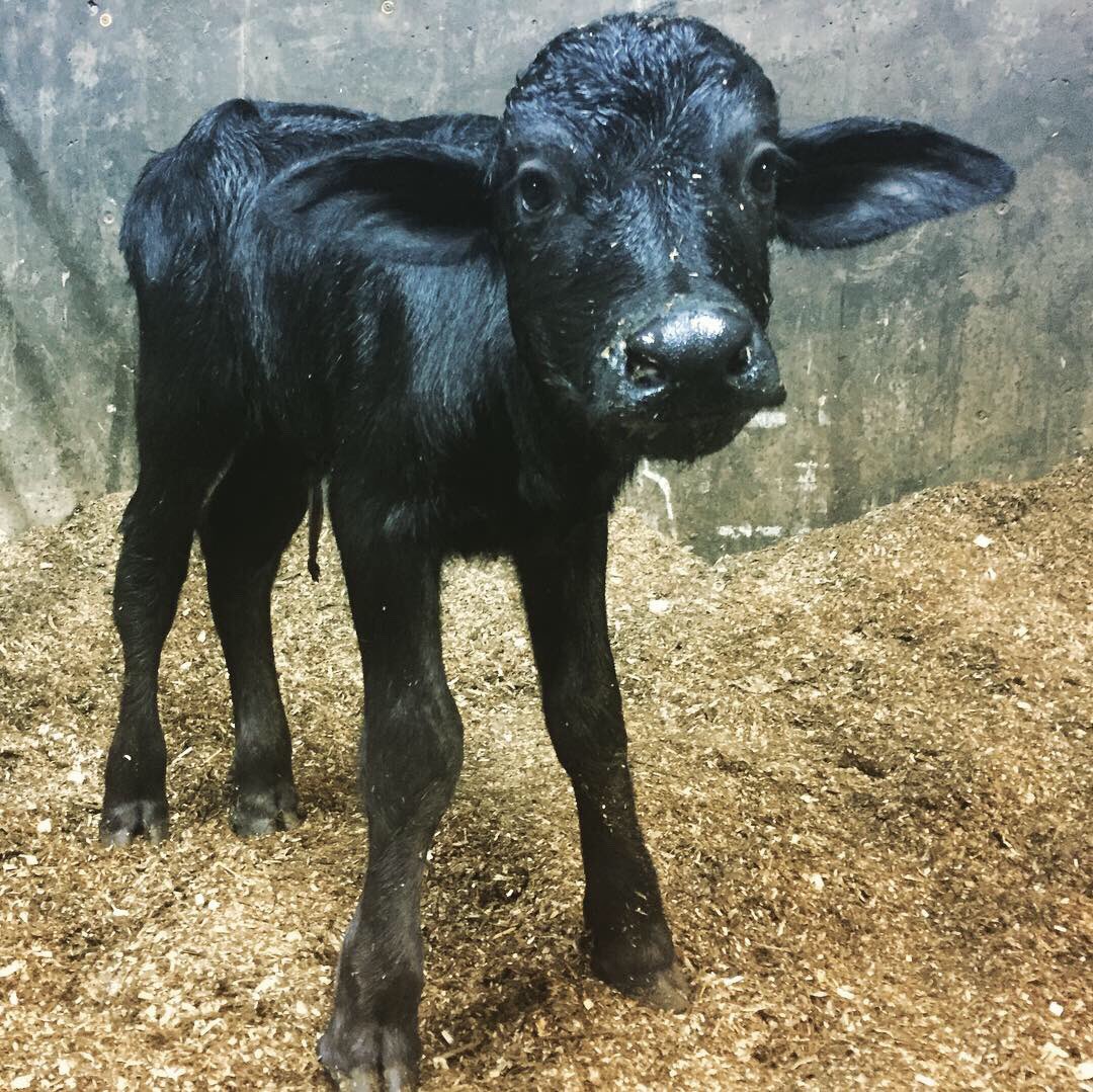 Our 1st water buffalo is a heifer! #waterbuffalomilk #buffbaby
