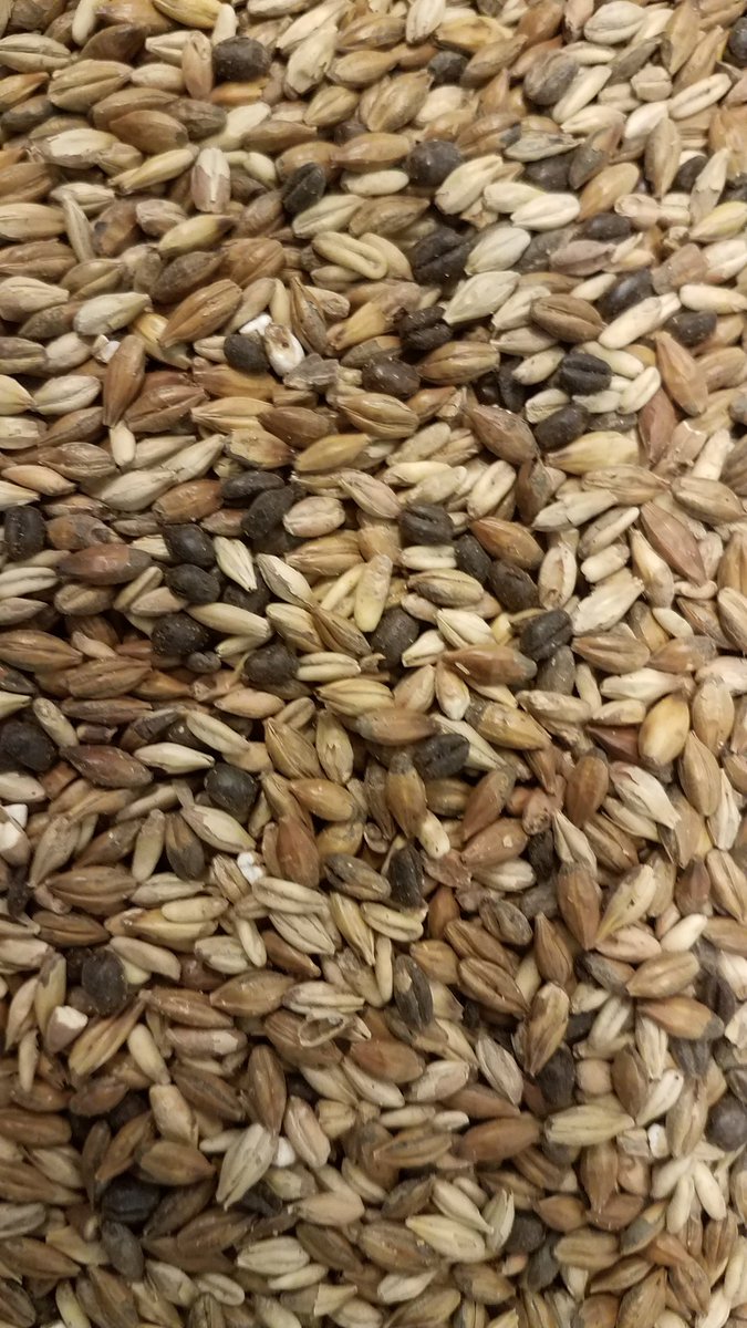 Marrone Brown Ale in the mash tun.  Take a break from shoveling and come try a pint.