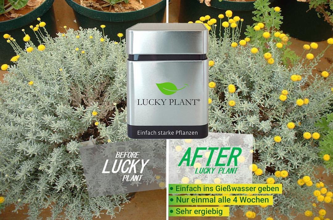luckyplant's tweet photo. FANTASTISCH! Mit #luckyplant wird die Blütenpracht sichtbar verstärkt 🌼🌼 

PERFECT RESULT! Using #myluckyplant to optimize your garden 💐💛 

#beforeafter #flowers #yellow #gelb #indoorplant #homeplant #homegrown #madeingermany #blumen #garden #mygarden #pottedplants https://t.co/2j9q3t6u7m