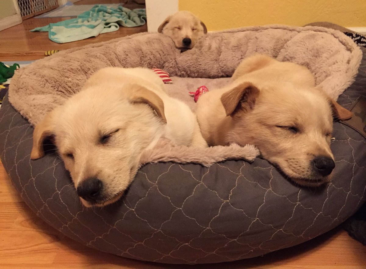 CWOB's tweet photo. Foster Fun Photo Friday! #fostercare #savinglives #cwob https://t.co/5yD5aXyhuo