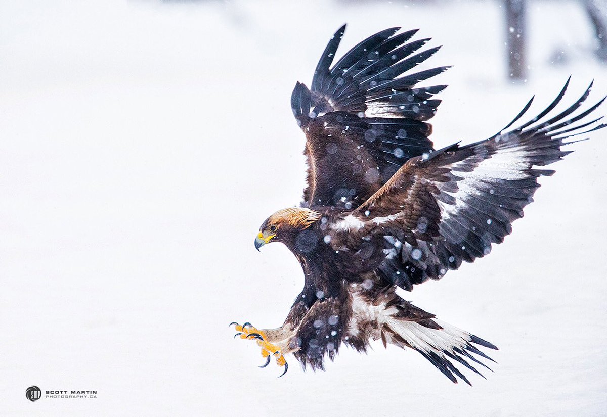 Scott Martin On Twitter Golden Eagle One Of North