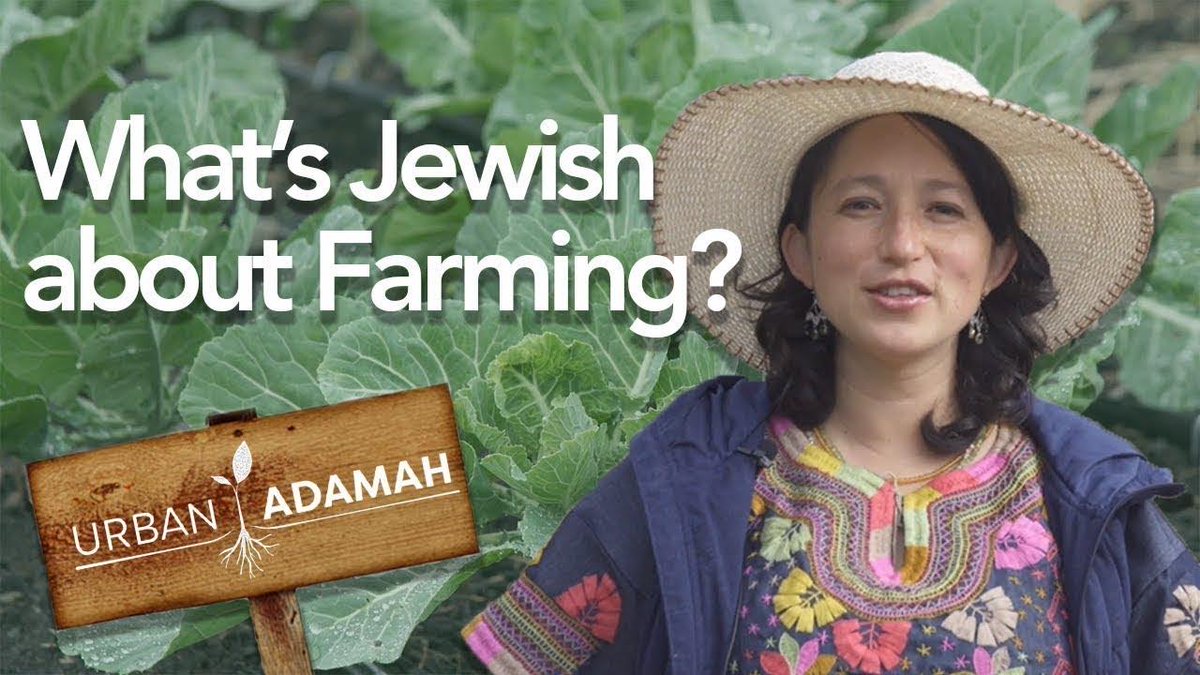 What's Jewish about farming? Here's a video that answers that question with joy and beauty, shot at <a href="/urbanadamah/">Urban Adamah</a> in #berkeley - Shabbat Shalom!   bimbam.com/farming/
