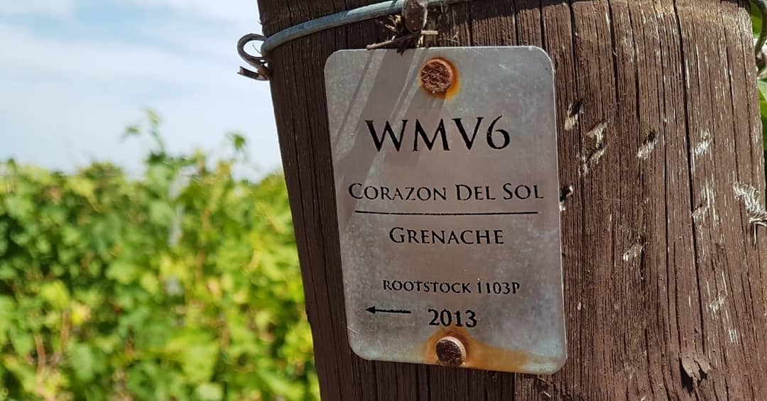 CristianMoor's tweet photo. #PadmaTime y llegó la cosecha del Grenache en nuestro #Bloque6 Eligiendo cada racimo para su vendimia mañana... #GranEmoción https://t.co/96Hsc51ER3