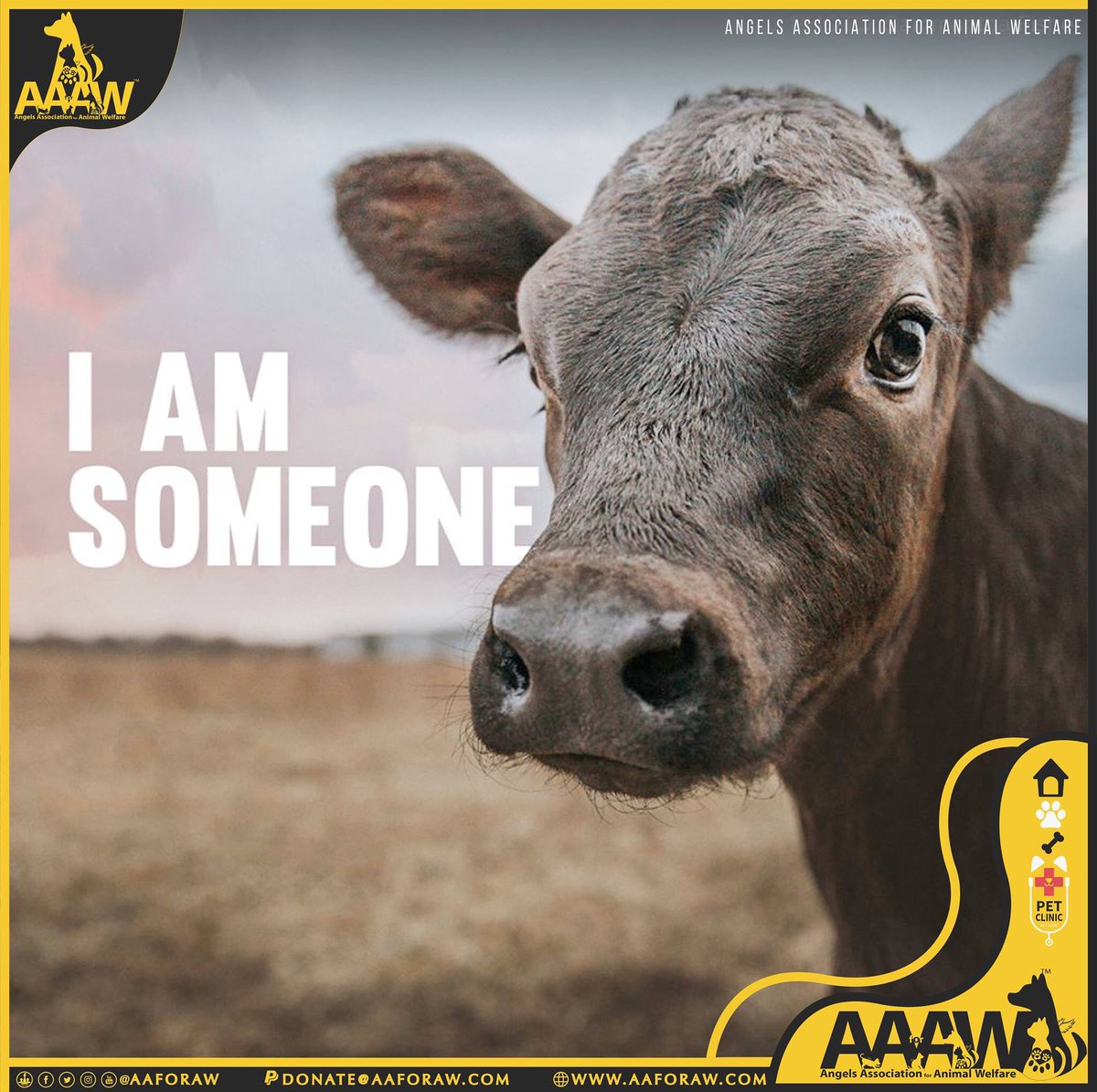 Angels Association for Animal Welfare tweet media