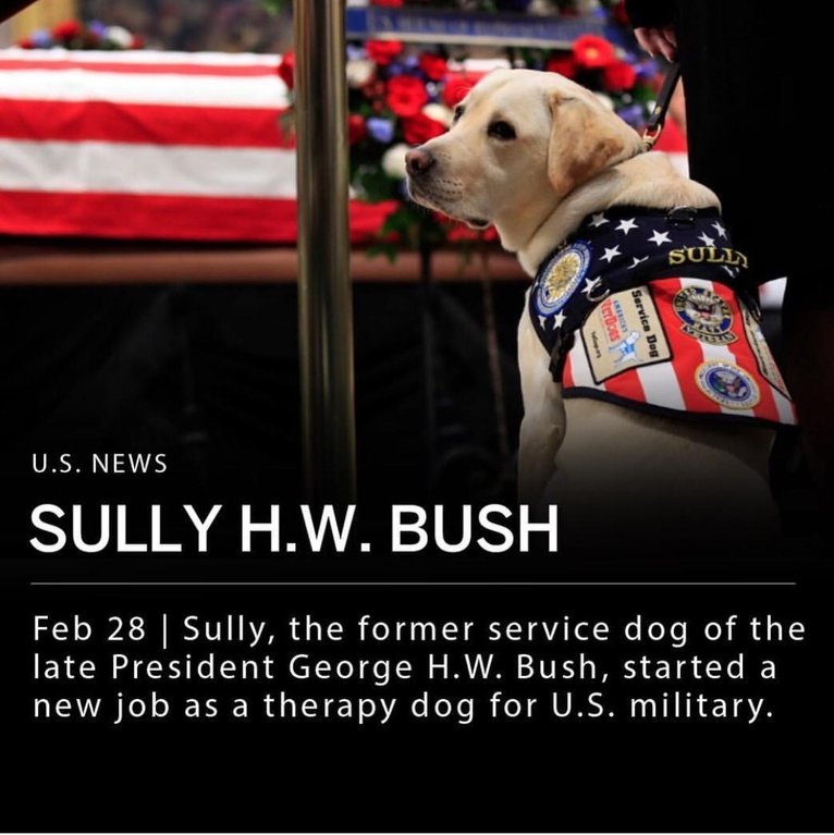 DoggoFunky's tweet photo. My biggest #inspiration and #motivation today. It's never too late for a career change, huh? #dogswithjobs #servicedogsofinstagram #bork #doggoals https://t.co/pBrjQYyDES