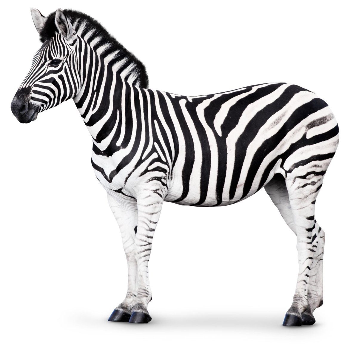 coachtauber's tweet photo. 🏀Gameday🏀 It’s Senior Night!  Wondering if there is more black or more white on a zebra?...maybe I will find out tonight &amp;see if there is more black or more white at the “Zebra Night” game!🏀🚀⛹🏻‍♂️Go Rockets! Gas card challenge - Score 2 of first 3 possessions w/ Senior starters. https://t.co/j86C62RJMU