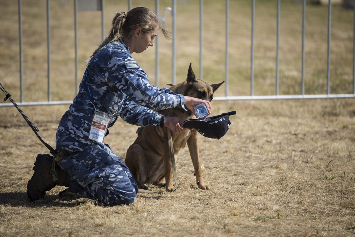 AusAirForce's tweet photo. This weekend we’re at:
✈️ #Avalon2019 @Avalon_2019
🏁 #SuperloopADL500 @adelaide500
☀️ and it’s forecast to be HOT!
😎 Make like our Military Working Dog Petra and drink lots of water. Arrive early. Be sun smart. Stay cool and take breaks in the shade. #AusAirForce #YourADF https://t.co/EA5LW5x7hs