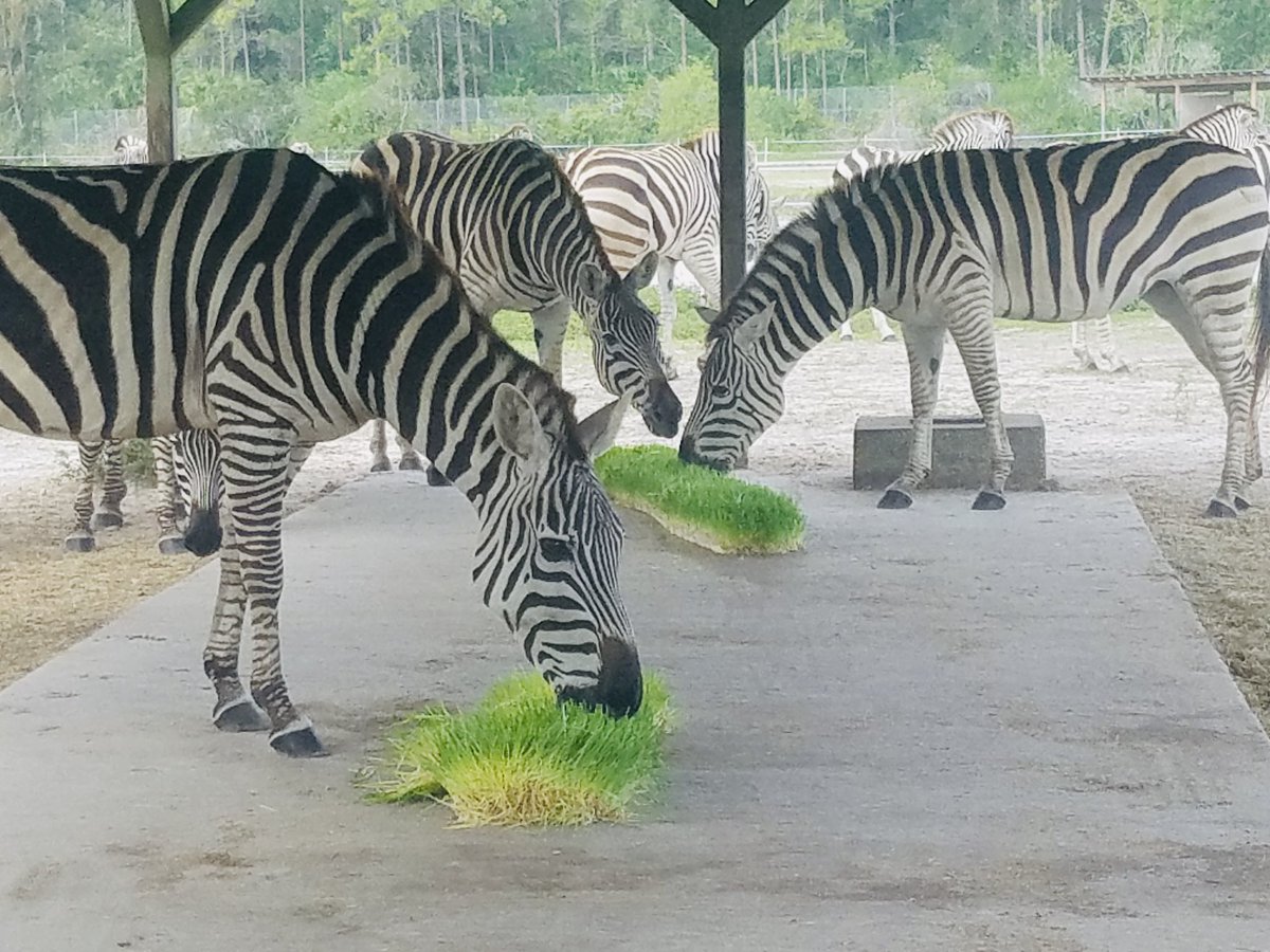 FodderGroup's tweet photo. It's a wonderful sight seeing these Zebra enjoying some of our pristine fresh sprouted barley fodder. Sustainable farming at its best. 

#fodder #foddergroup #seedtofeedinjust4days #sustainable #green #useslesswater #zebra #thefuture https://t.co/ntl5rfOlTj