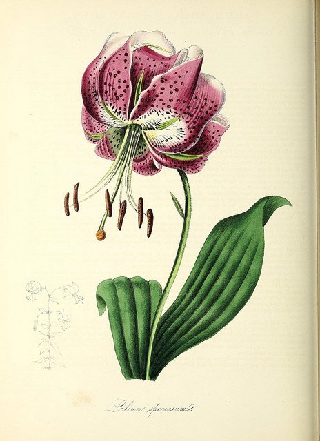 FieldMuseum's tweet photo. These meticulous drawings are by author and botanical illustrator Mary Ann Burnett. Her book, Plantae Utiliores, contains detailed illustrations of plants used in the arts and medicine ➡️ https://t.co/IGCo5grCcC #HerNaturalHistory https://t.co/pkVJyHp64Z