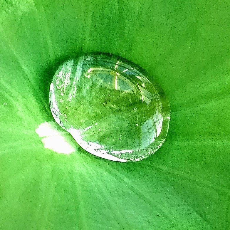 SulanderT's tweet photo. Drop on a leaf. Today's mobile phone photo. Love nature 🙏 https://t.co/qmg6fDv0Br