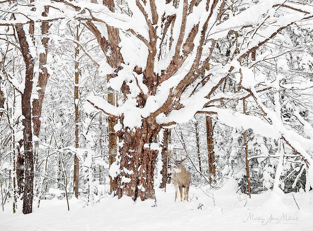 MartinaAbreu3's tweet photo. Taken a few months ago.....old forest tree &amp; deer, off a dirt road in Amish country.
I do love the snow....
©Martina Abreu Mitchell/Studio M Photographic https://t.co/W2TjLua3SL