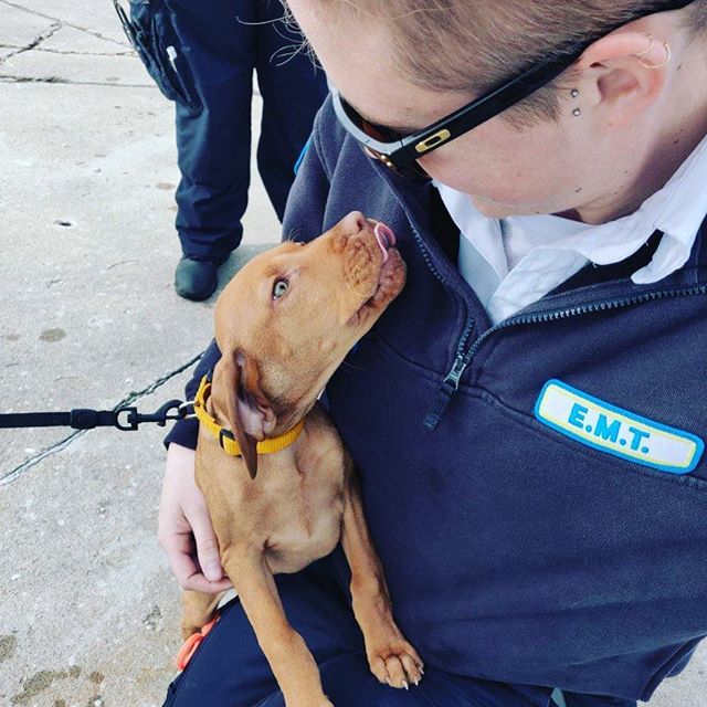Sometimes my job can be pretty cool... #emslife #emt #medicschool #ems #michigan #puppies #puppy ift.tt/2XrK8JH