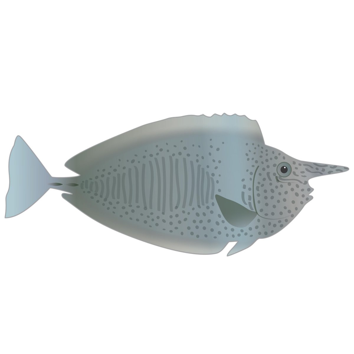 Aloha Friday! Looking for a unicorn? Meet the unicorn tang or spotted unicornfish (Naso brevirostris), known as kala in Hawai‘i. They develop a 'horn' later in life, but it's purpose remains a mystery... What do you think it's for?
#FunFactFriday #FishFactFriday #sciart