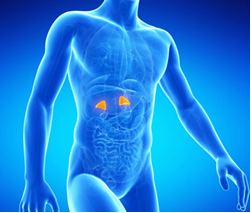 Adrenal Glands, Cortisol and Stress - mailchi.mp/fab5a0e6a6ea/a…