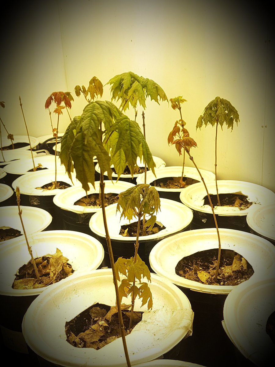 JananiSivarajah's tweet photo. After a few hurdles, @JustinGaudon, #MFC2018, and I are feeling optimistic about this experiment, where we assess #warming and #earthworm impacts on sugar maples (Acer saccharum). We see young leaves! #staypositive #SciComm #ClimateChange #plantstress @UofTForestry @FGSA_UofT https://t.co/ecEqae6sqI