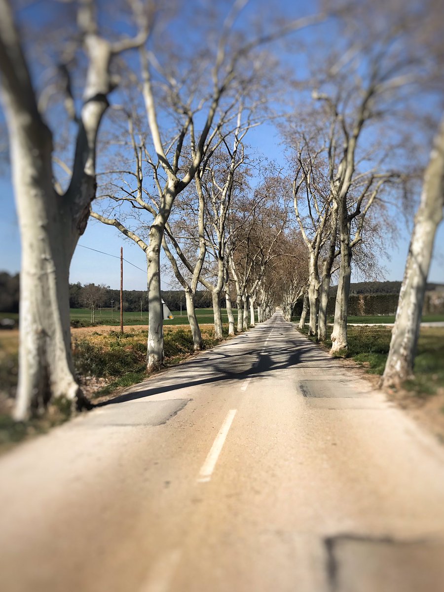 GironaCycling's tweet photo. A tree lined avenue, in #orfes, on our #cycle ride today. Stunning weather this week in #catalunya. https://t.co/ztCs3lCgQL