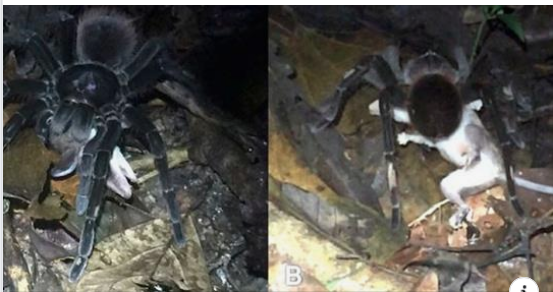 knightbio1's tweet photo. To my #APBio and #HumanPhys classes, when completing your #MMM2019 brackets, it may seem some match-ups are easy to pick, but be careful. Here is a giant tarantula spider eating an opossum. https://t.co/k7HpxhDXk9